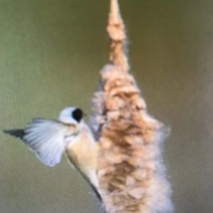 Meet your Posher, Ali